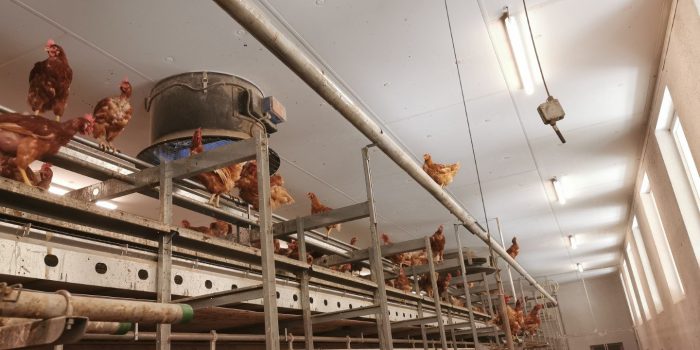 Hühner im Stall